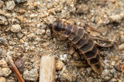 Lampyris sp.